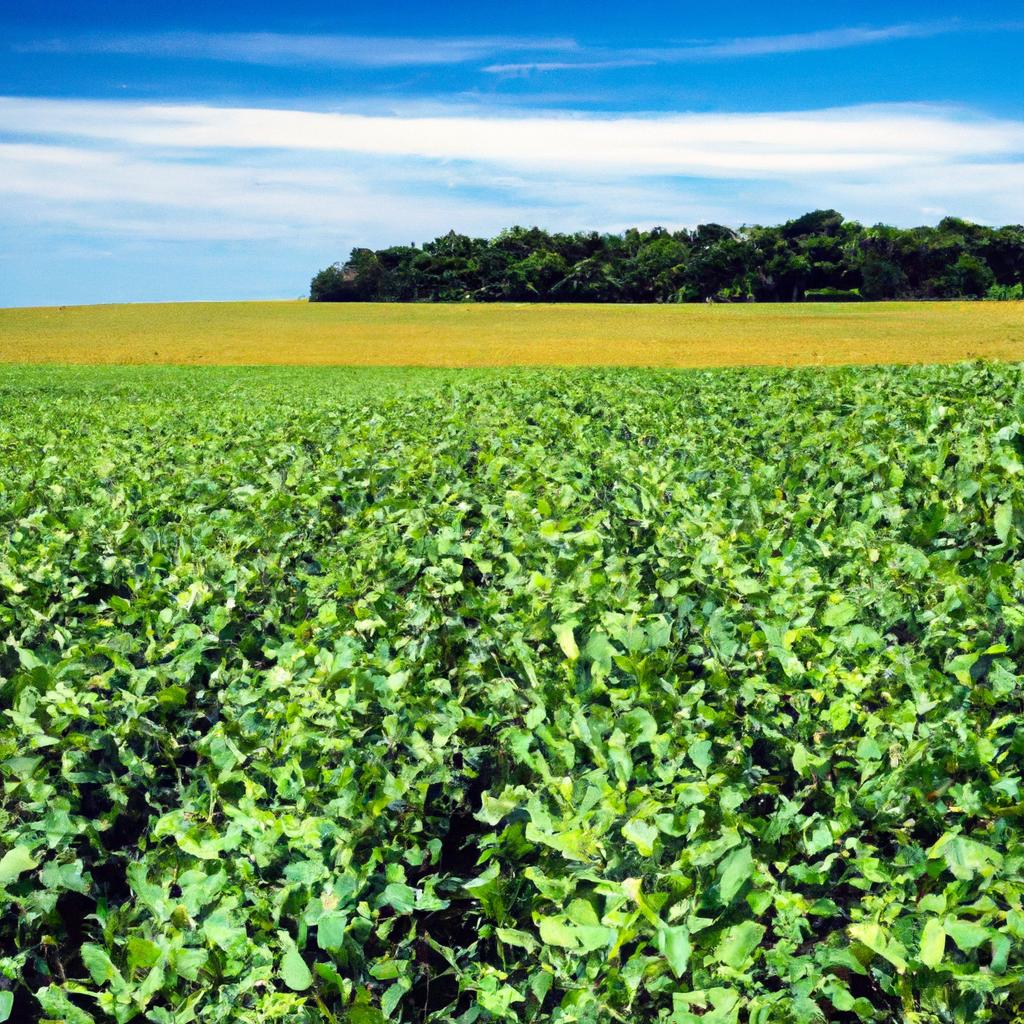 - A importância da produtividade no cultivo de soja: Como as novas variedades podem aumentar a eficiência